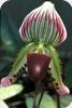 Paph. callosum